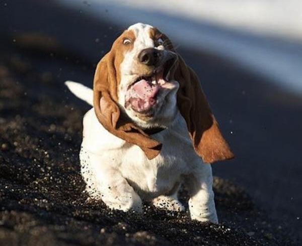 bassett-hound-imitating-porn-star