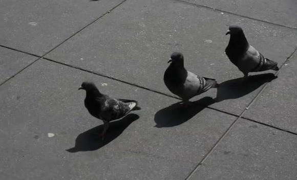 migrating pigeons