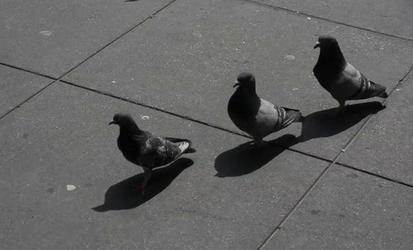 runt.pigeons