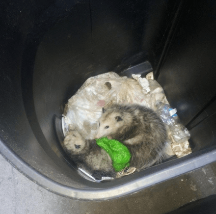 possums in trash