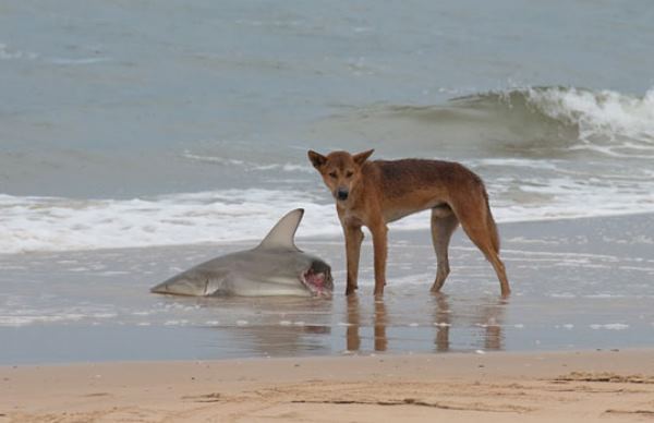Dingo Eating A Shark