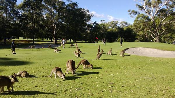 Kangaroos