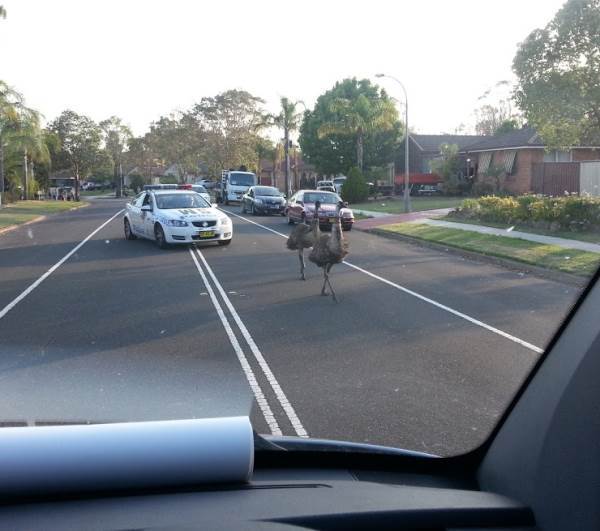 Ostriches