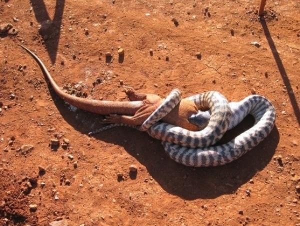 Python Eating Something