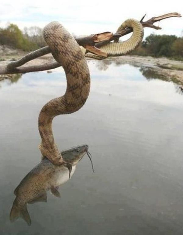 Snake Eating Fish