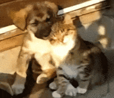 cat-dog-together