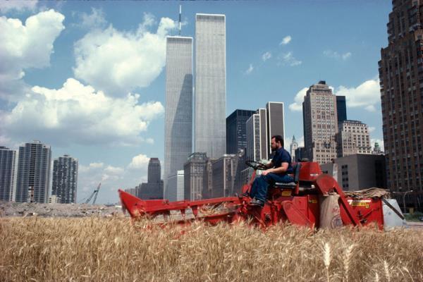 Manhattan Wheat Field