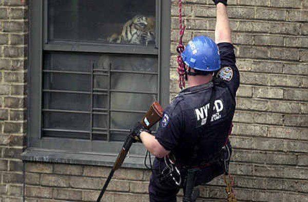 Rescuing A Drug Dealer’s Tiger