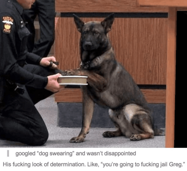 Hilarious Tumblr Dog Swearing