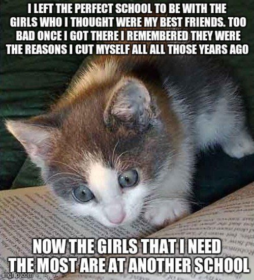 cat-secrets-need-friends