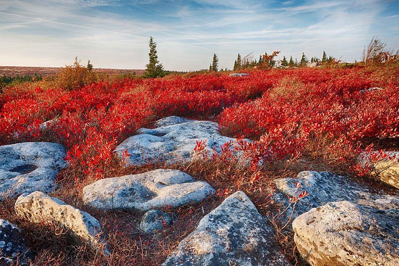 colorful-fall-photos-autumn-ground-cover