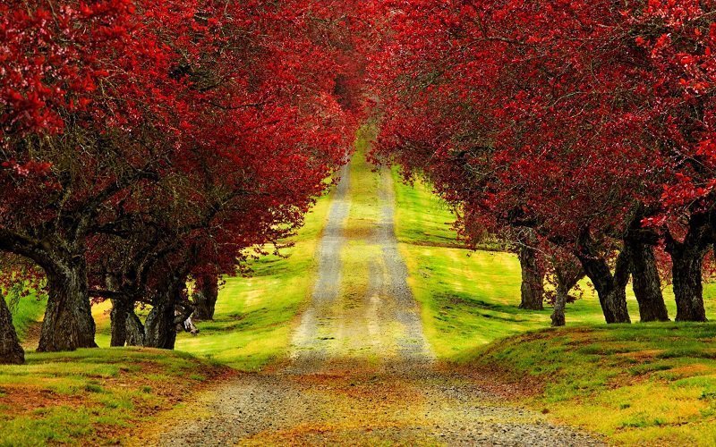 colorful-fall-photos-autumn-road