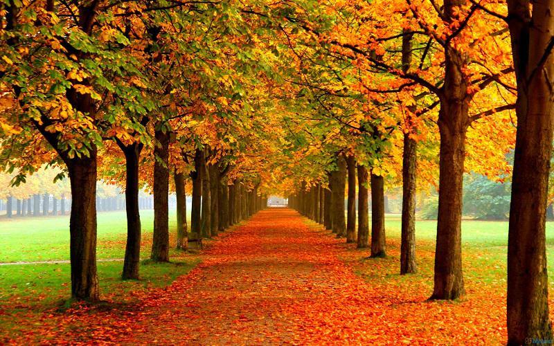 colorful-fall-photos-tree-grove