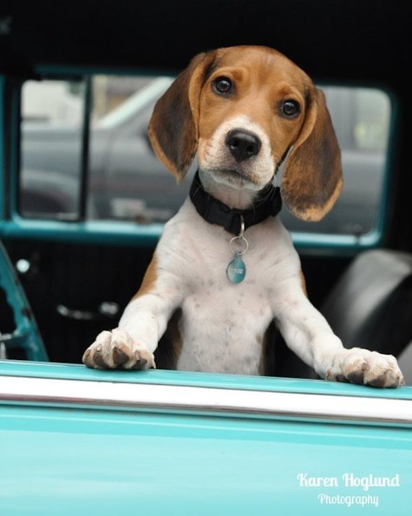 adorable-animals-beagle-driving-car