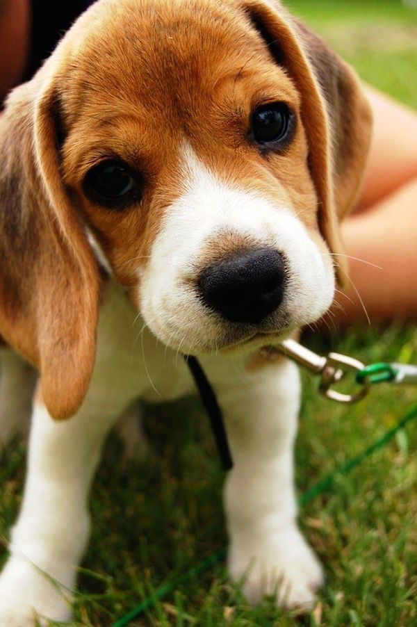 adorable-animals-curious-beagle-puppy