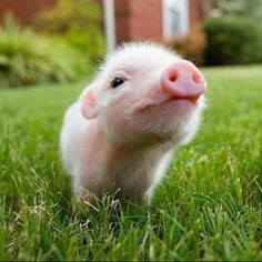 adorable-animals-miniature-pig-sniffin-stuff