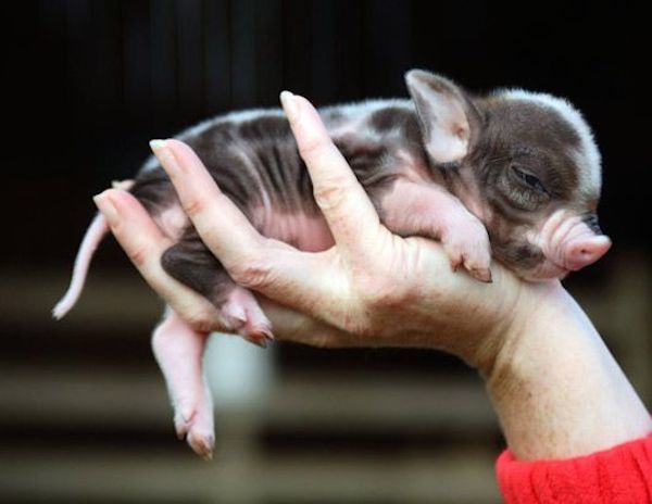 adorable animals miniature pig