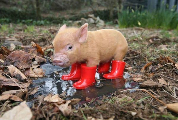 adorable-animals-pig-in-boots