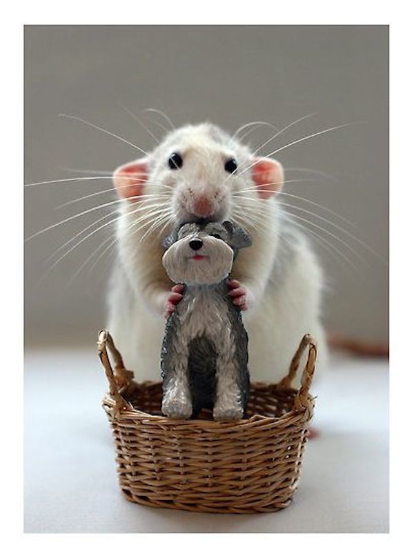 adorable animals rat