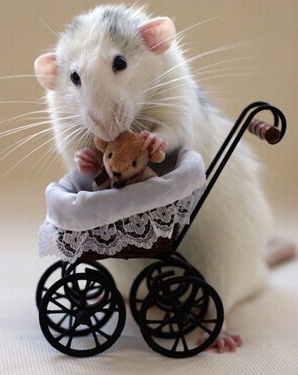 adorable-animals-rat-stroller