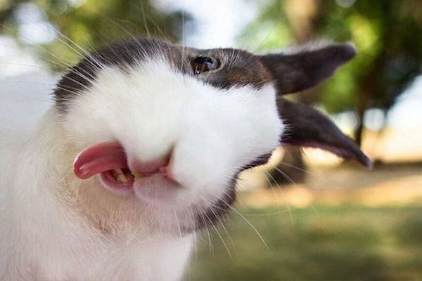 adorable animals bunny