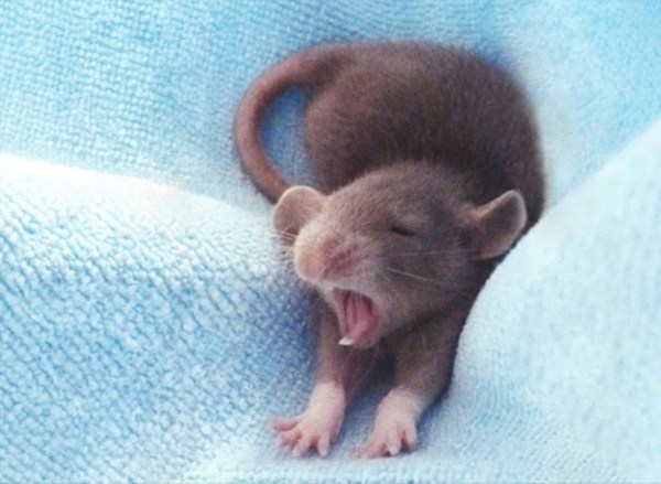 adorable-animals-sleepiest-mouse