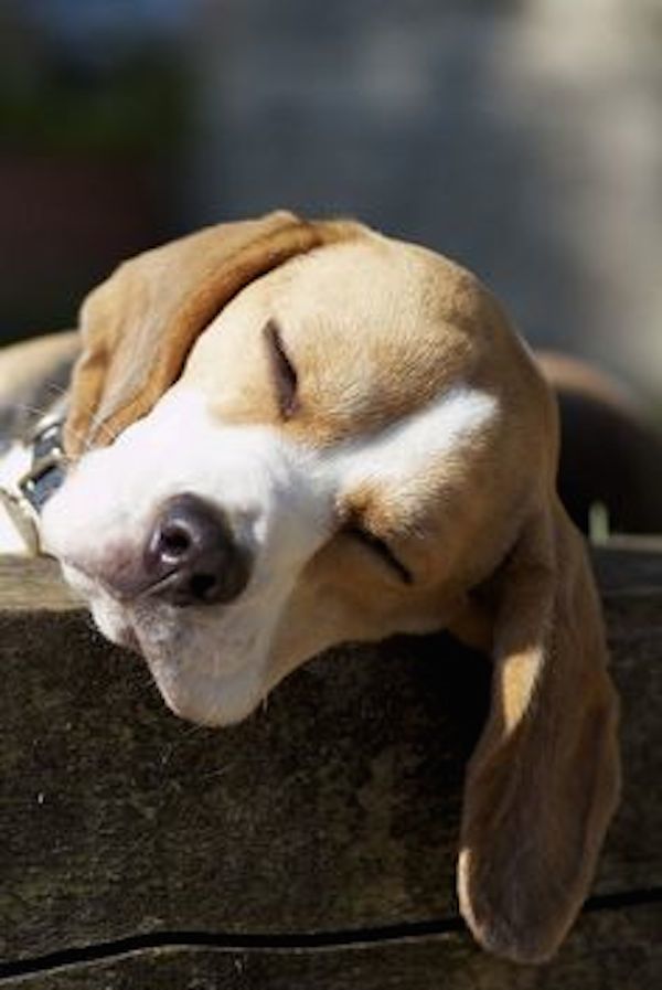 adorable-animals-sleepy-beagle