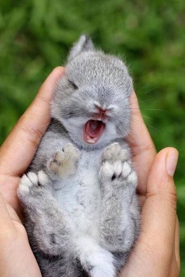 adorable-animals-sleepy-bunny