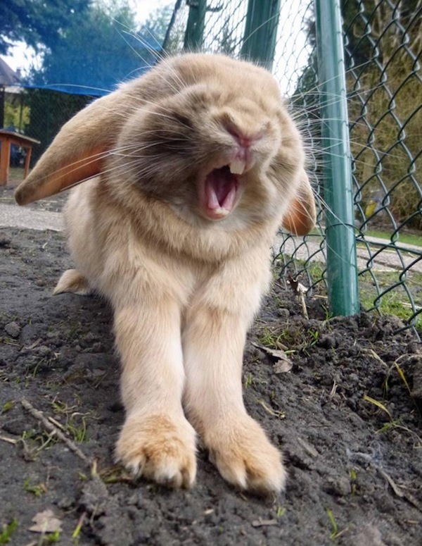 adorable-animals-yawning-bunny