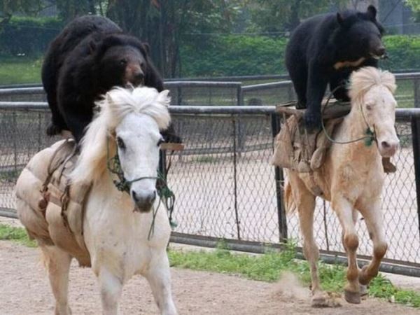 Bears Riding Horses