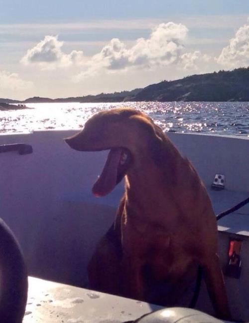 Dog Yawning