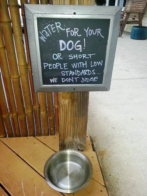 Water For Your Dog