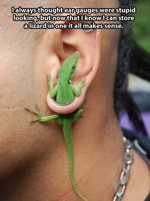 Ear Gauges