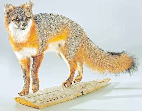 Taxidermy fox