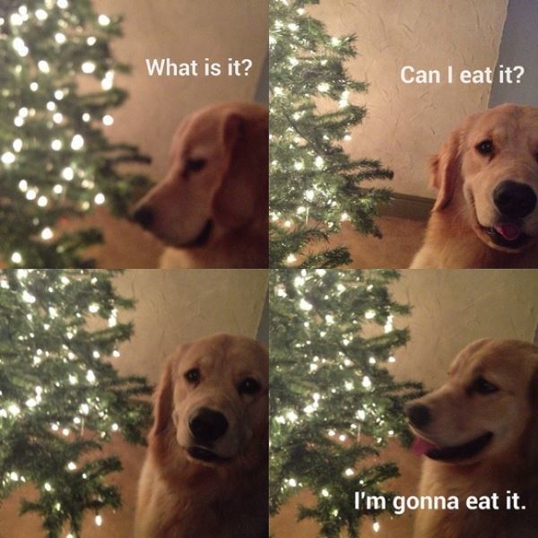 Dog And Christmas Tree