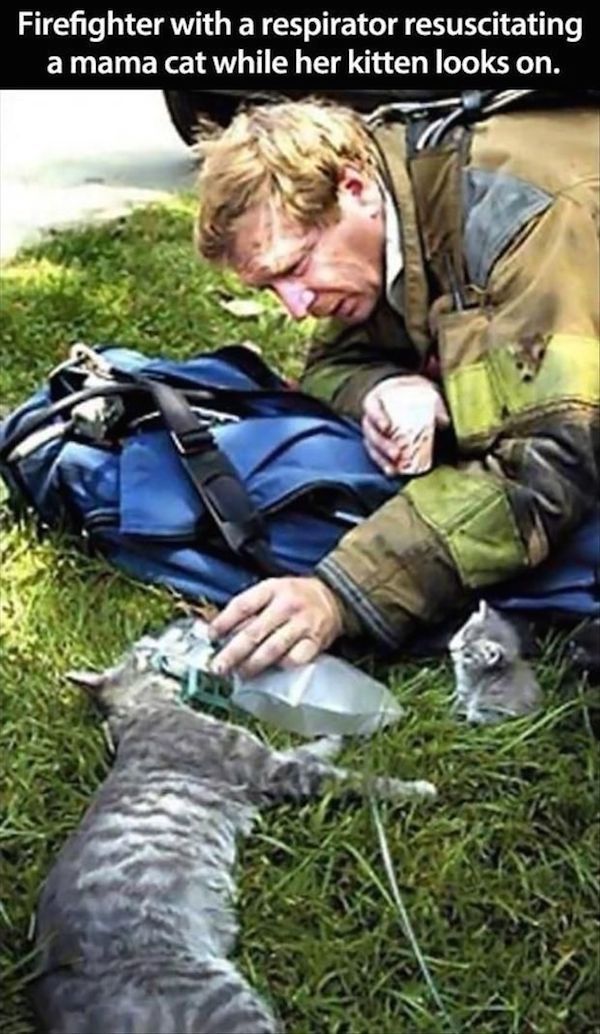 Firefighter And Cat