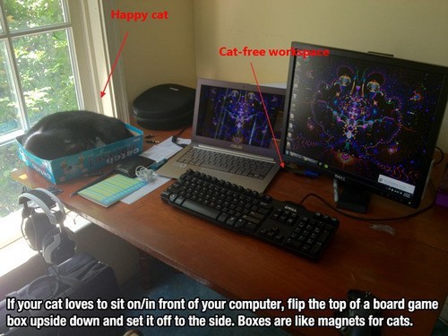 life-hacks-cat