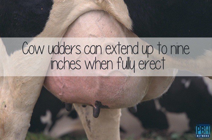 Cow Udders Can Extend Up To Nine Inches When Fully Errect