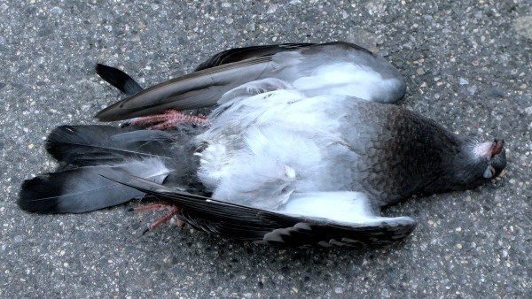 dead-pigeon