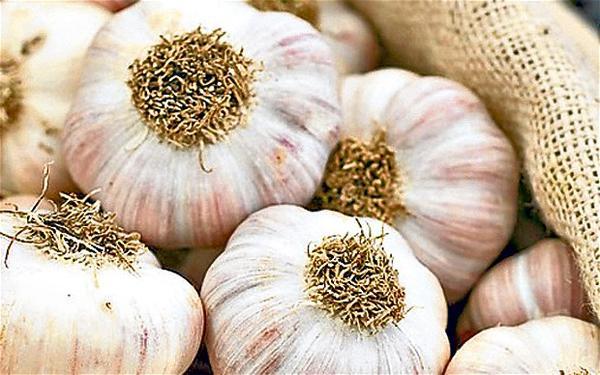 Garlic