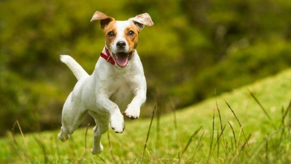 Bouncy Dog