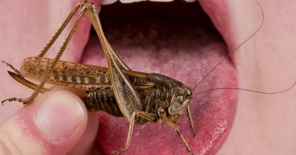 Eating Bug