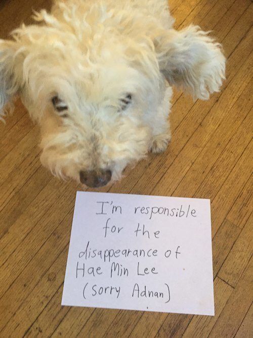 Guilty Dog Have Min lee