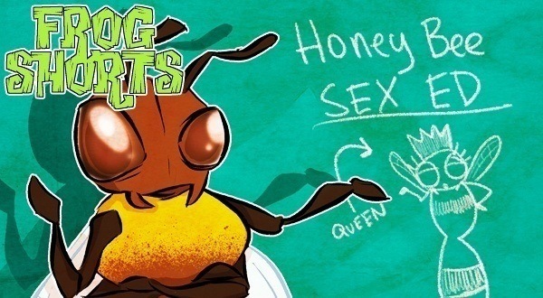 Bee Sex Featured