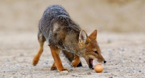 How Much Are You Worth Fox Stealing Eggs