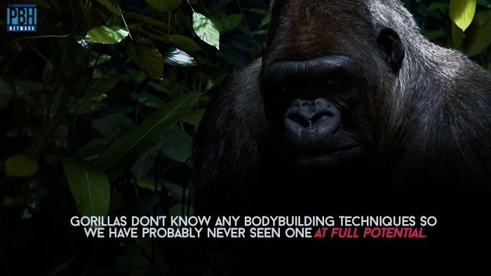 Full Potential Gorilla