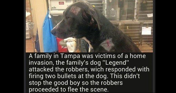Restore Your Faith In Humanity