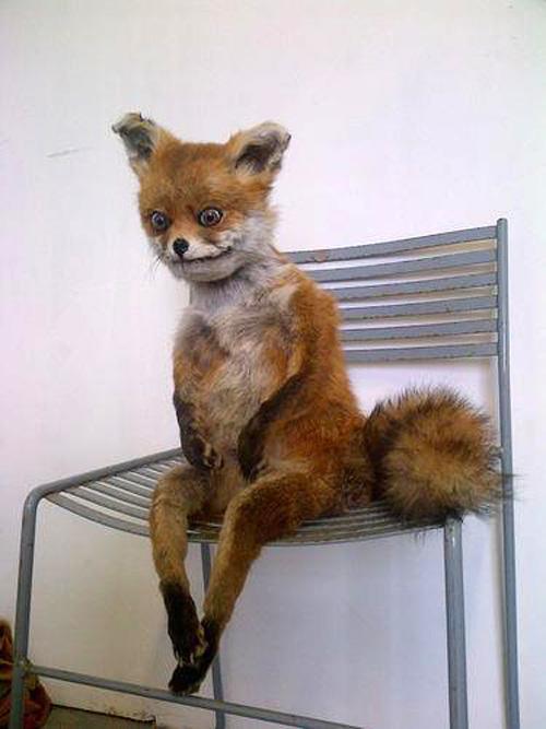 30 Bad Taxidermy Pictures That Are Both Terrifying And Hilarious