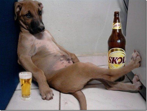 Drunk Dog