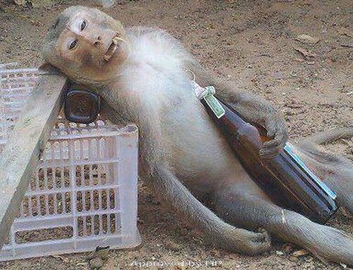 Funny Drunk Monkey